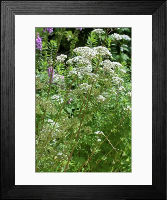 Framed Print : Valerian in bloom in a garden