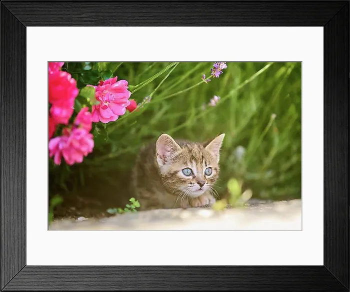 Framed Print : Bengal cat, domestic cat, kitten playing in a flower bed, Bavaria, Germany, Europe Framed Print : Bengal cat, domestic cat, kitten playing in a flower bed, Bavaria, Germany, Europe