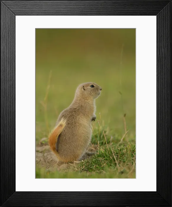 Framed Print : Richardson´s Ground Squirrel, Urocitellus richardsonii, Elk Island National Park, Alberta, Canada Framed Print : Richardson´s Ground Squirrel, Urocitellus richardsonii, Elk Island National Park, Alberta, Canada