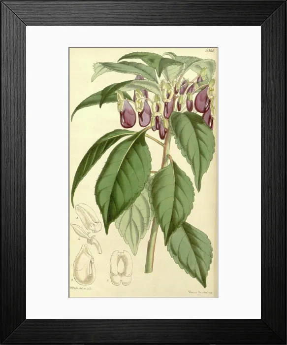 Framed Print : Botanical Print by Walter Hood Fitch 1817 - 1892 Framed Print : Botanical Print by Walter Hood Fitch 1817 - 1892
