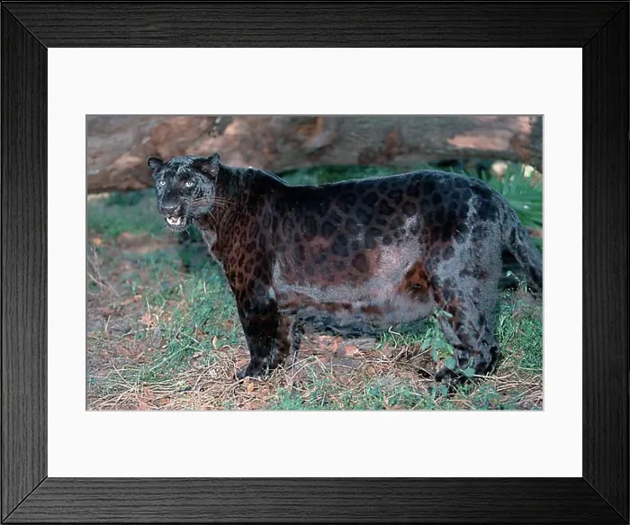 Framed Print : Black Asian Panther (Panthera pardus fusca), side Framed Print : Black Asian Panther (Panthera pardus fusca), side