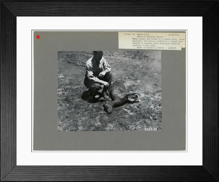 Framed Print : Wildlife Destruction - California Framed Print : Wildlife Destruction - California