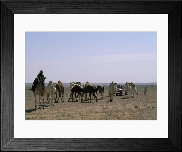 Framed Print : Saudi Arabia, Near Riyadh, Bedouins Herding Camels