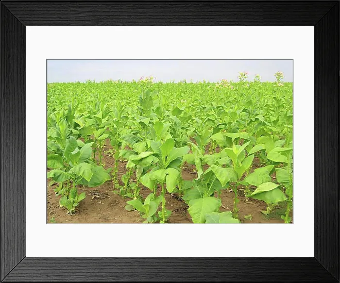 Framed Print : Virginian tobacco, cultivated tobacco