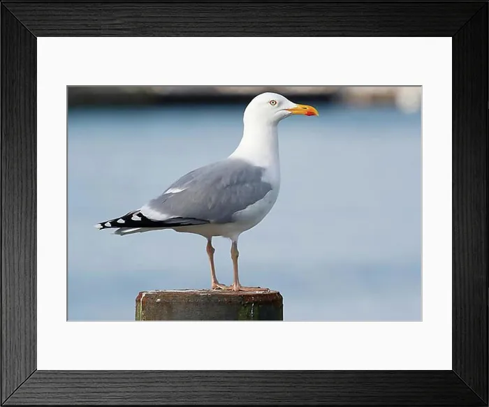 Framed Print : European herring gull (Larus argentatus), Niendorf, Baltic Sea coast, Schleswig-Holstein, Germany, Europe