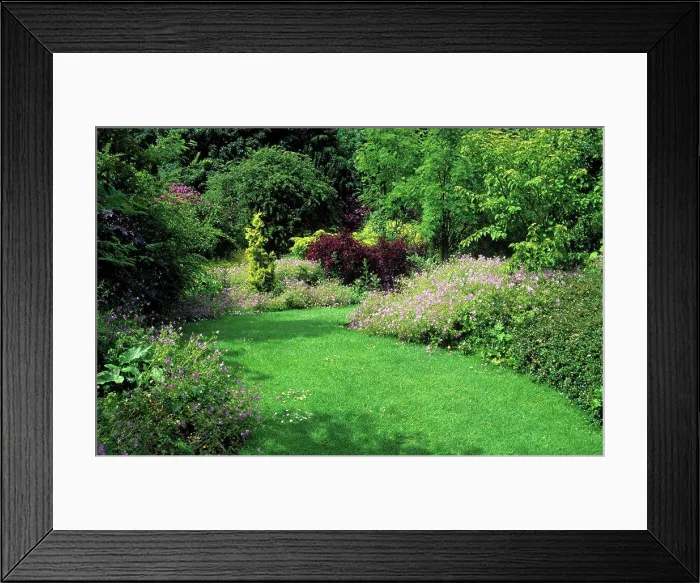 Framed Print : Rustic turf and bed of Geraniums and shrubs Framed Print : Rustic turf and bed of Geraniums and shrubs