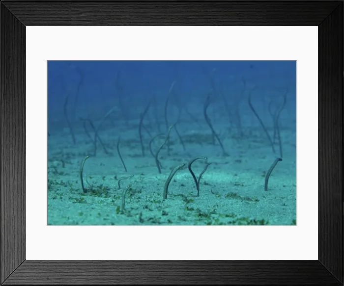 Framed Print : Pearl Eel, Barat Daya, Pearl Eel Framed Print : Pearl Eel, Barat Daya, Pearl Eel