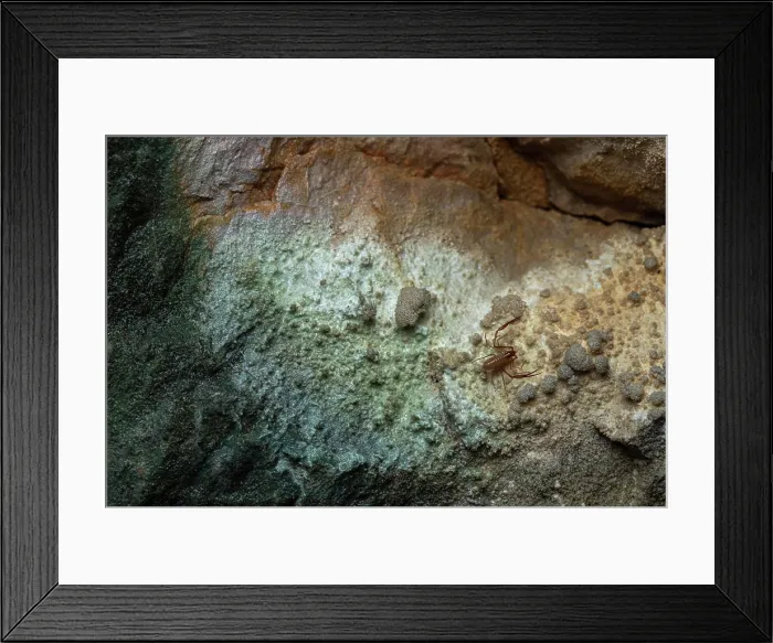 Framed Print : Pseudoscorpion (Neobisium sp spelaeum) in situ, Bukovje, Slovenia Framed Print : Pseudoscorpion (Neobisium sp spelaeum) in situ, Bukovje, Slovenia