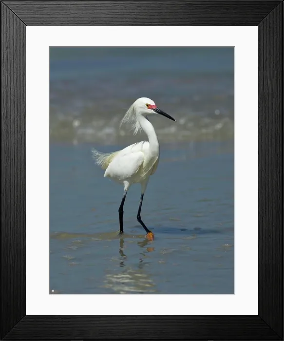 Framed Print : A pretty snowy egret is walking along the beach in shallow water in Central Florida Framed Print : A pretty snowy egret is walking along the beach in shallow water in Central Florida