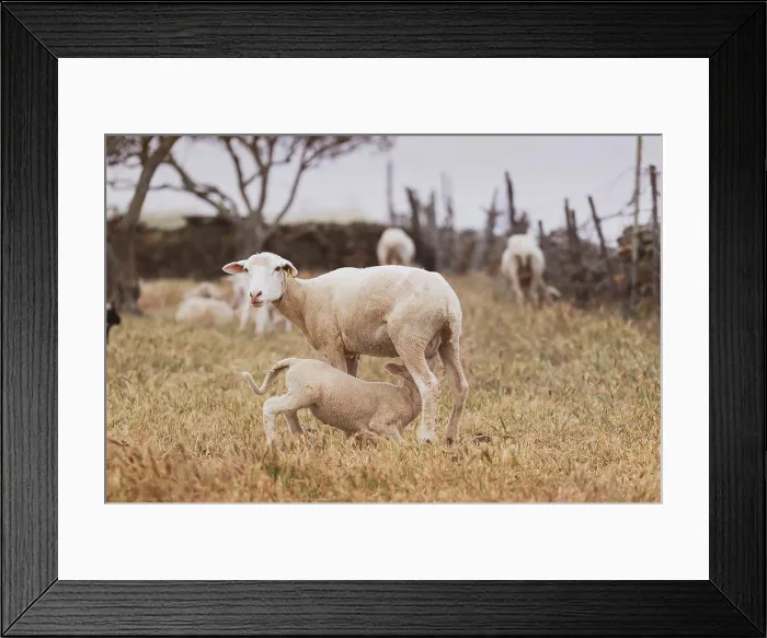 Framed Print : Sheep with baby in a field Framed Print : Sheep with baby in a field
