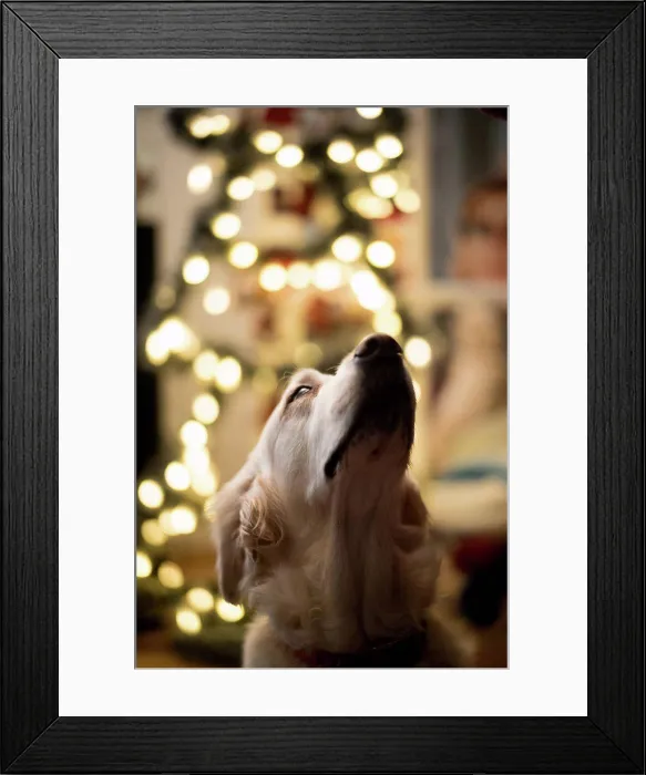 Framed Print : Close-up of Golden Retriever in front of Christmas tree Framed Print : Close-up of Golden Retriever in front of Christmas tree