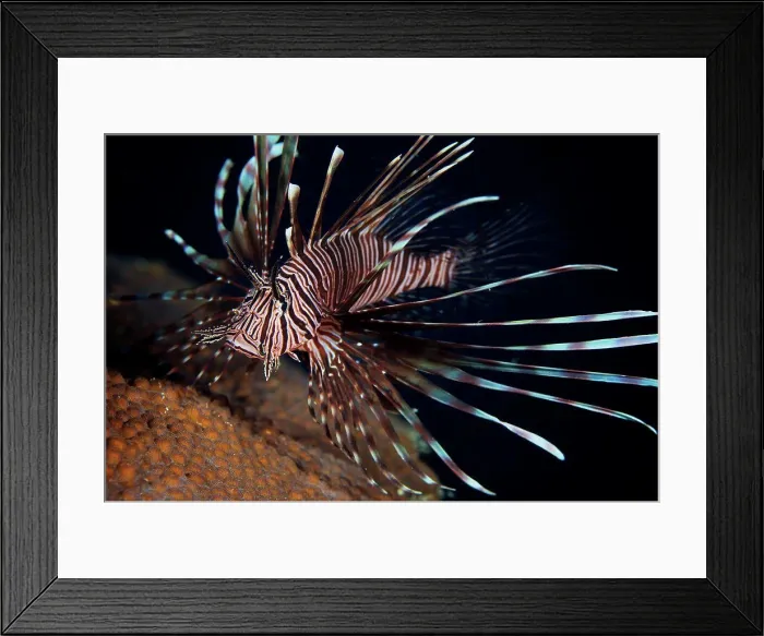 Framed Print : Red Lionfish flares its deadly spines as a warning to the photographer not to get any closer