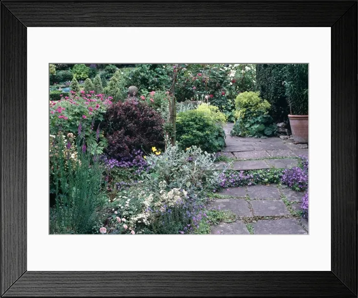 Framed Print : Blue campanula growing on paved path beside informal flowering border in country garden in summer Framed Print : Blue campanula growing on paved path beside informal flowering border in country garden in summer