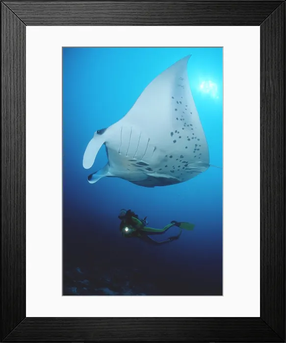 Framed Print : Manta ray and scuba diver Manta birostris Framed Print : Manta ray and scuba diver Manta birostris