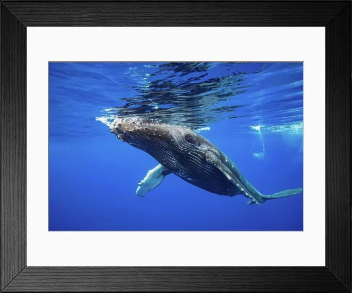 Framed Print : Humpback whale (Megaptera novaeangliae) at the surface of the water; Hawaii, United States of America Framed Print : Humpback whale (Megaptera novaeangliae) at the surface of the water; Hawaii, United States of America