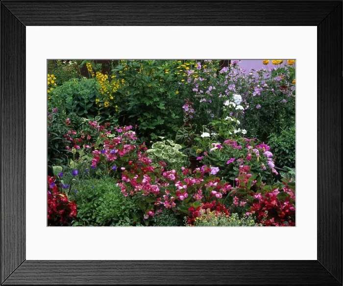 Framed Print : Flowers in garden Framed Print : Flowers in garden