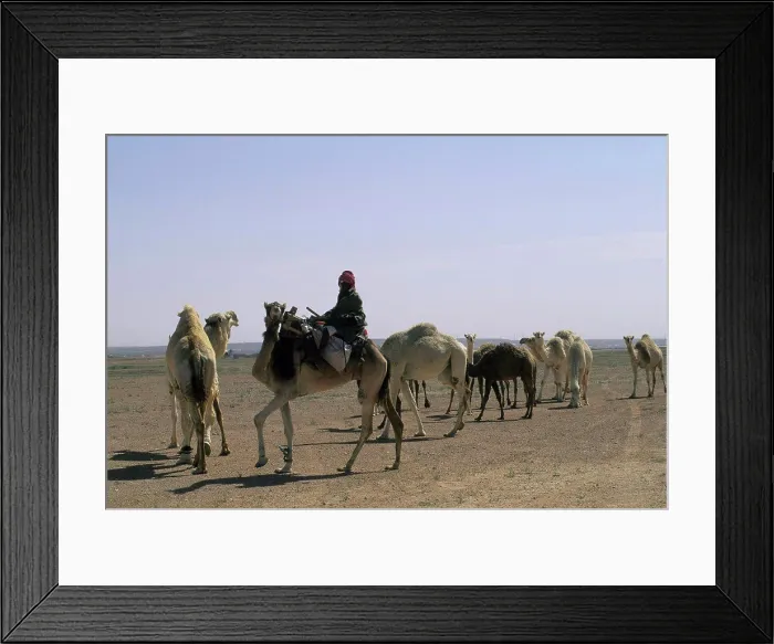 Framed Print : Saudi Arabia, Near Riyadh, Bedouin Herding Camels