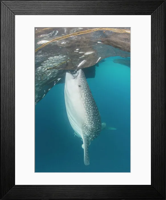 Framed Print : Whale shark sucking at fishing nets for scraps of fish Framed Print : Whale shark sucking at fishing nets for scraps of fish
