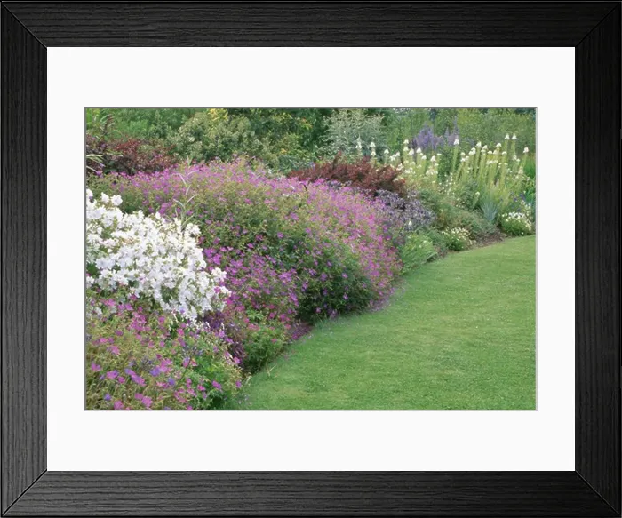 Framed Print : Purple gerarniums and white mallow in herbaceous summer garden border