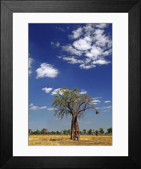 Framed Print : Landscape with Baobab in South Luangwa National Park, Nsefu Sector, Zambia, landscape with Baobab, Zambia, Africa Framed Print : Landscape with Baobab in South Luangwa National Park, Nsefu Sector, Zambia, landscape with Baobab, Zambia, Africa