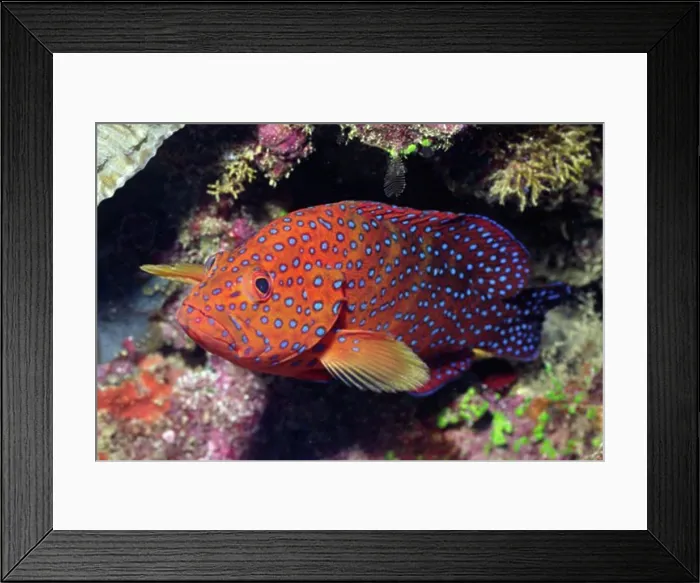 Framed Print : Coral Cod Cephalopholis miniata Solomon Islands