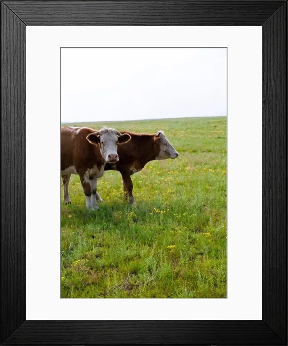 Framed Print : Chengde, Hebei bashang cattle