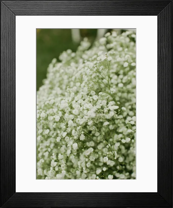 Framed Print : delicate baby's breath flowers and lush greens Framed Print : delicate baby's breath flowers and lush greens