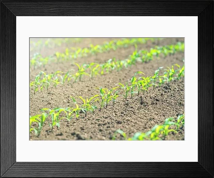 Framed Print : Rows of young green corn plants. Corn seedling on the field