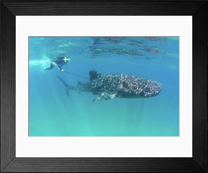 Framed Print : Tagging a Whale Shark Framed Print : Tagging a Whale Shark