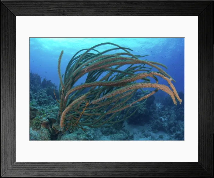 Framed Print : Coral on seabed, Xcalak, Quintana Roo, Mexico, North America Framed Print : Coral on seabed, Xcalak, Quintana Roo, Mexico, North America