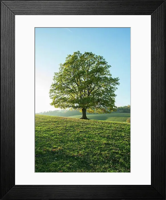 Framed Print : English oak (Quercus robur), Solitaerbaum, Thuringia, Germany, Europe