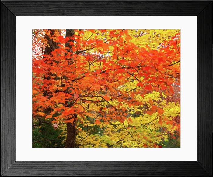 Framed Print : Autumn Maples along Roaring Fork Great Smoky Mountains National Park Appalachian Mountains Tennessee Framed Print : Autumn Maples along Roaring Fork Great Smoky Mountains National Park Appalachian Mountains Tennessee