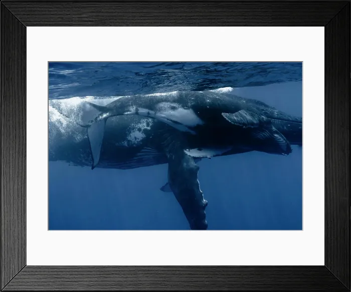 Framed Print : Humpback whale (Megaptera novaeangliae) with calf below the surface, Tahiti, French Polynesia Framed Print : Humpback whale (Megaptera novaeangliae) with calf below the surface, Tahiti, French Polynesia