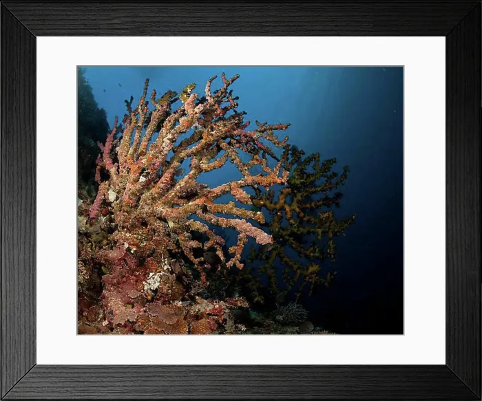 Framed Print : Dead coral on a coral reef, Indonesia, Southeast Asia, Asia Framed Print : Dead coral on a coral reef, Indonesia, Southeast Asia, Asia