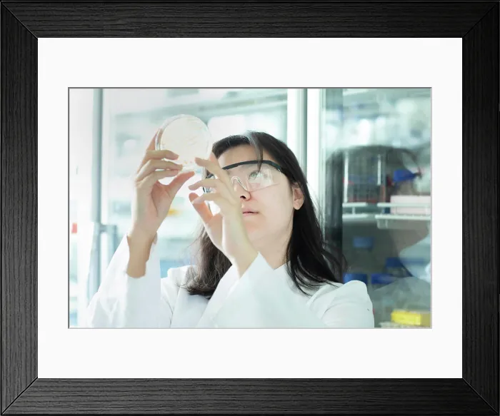 Framed Print : young scientist female controlling a petri dish Framed Print : young scientist female controlling a petri dish