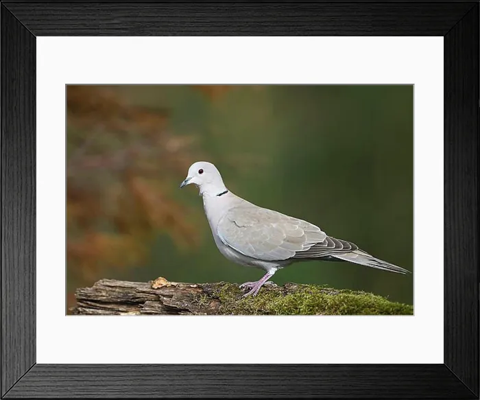 Framed Print : Eurasian collared dove (Streptopelia decaocto), Dingdener Heide nature reserve, North Rhine-Westphalia, Germany, Europe Framed Print : Eurasian collared dove (Streptopelia decaocto), Dingdener Heide nature reserve, North Rhine-Westphalia, Germany, Europe