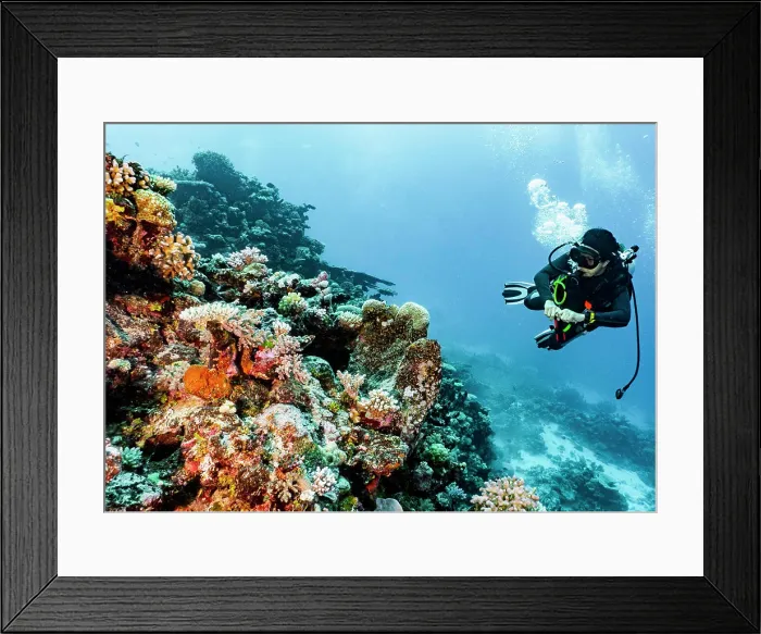 Framed Print : Scuba diver exploring coral at the Great Barrier Reef