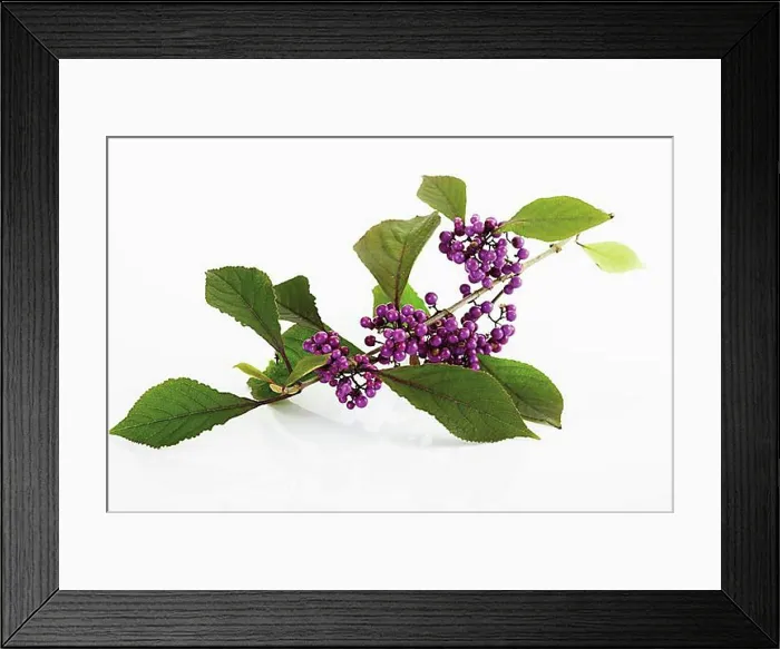Framed Print : Beautyberry (Callicarpa giraldii) Framed Print : Beautyberry (Callicarpa giraldii)