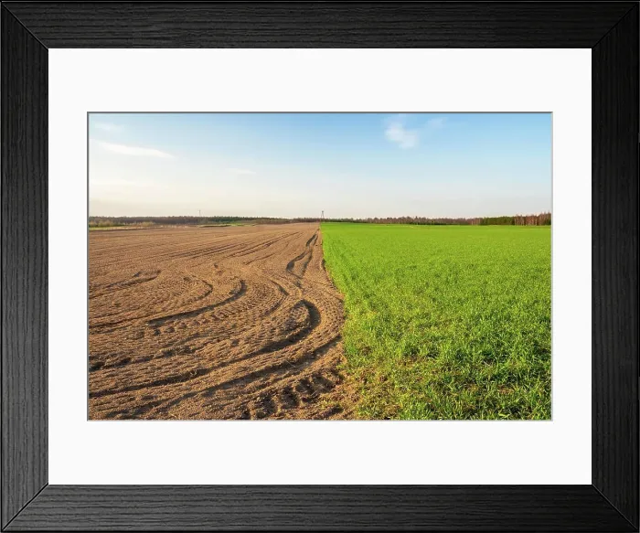 Framed Print : Beautiful young cereal field landscape photographed in sunset light Beautiful young cereal field landscape photographed