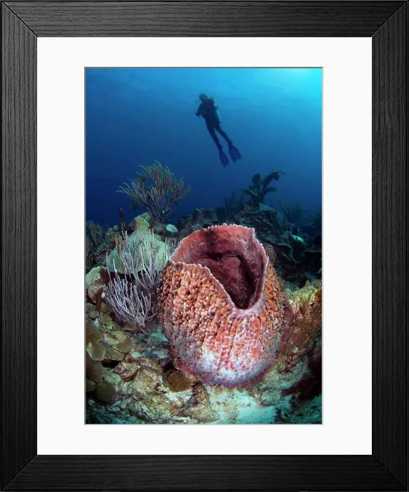 Framed Print : Silhouette of a scuba diver overlooking a giant barrel sponge on the reef Framed Print : Silhouette of a scuba diver overlooking a giant barrel sponge on the reef