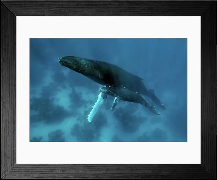Framed Print : Humpback whale (Megaptera novaeangliae) Framed Print : Humpback whale (Megaptera novaeangliae)
