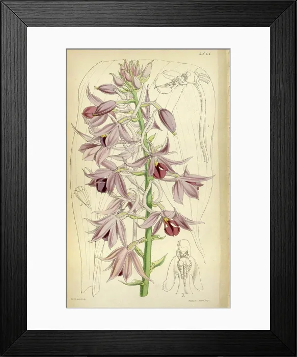 Framed Print : Botanical Print by Walter Hood Fitch 1817 - 1892 Framed Print : Botanical Print by Walter Hood Fitch 1817 - 1892