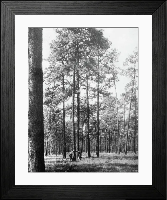 Framed Print : Collection Dutch Heidematschappij. Harwinning / / . undated. South America Framed Print : Collection Dutch Heidematschappij. Harwinning / / . undated. South America