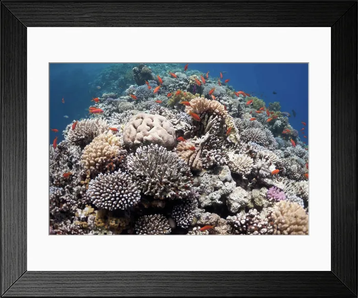 Framed Print : Beautiful coral reef near the Dahab city of Egypt The picture shows the Red Sea coral reef near the city of Dahab Framed Print : Beautiful coral reef near the Dahab city of Egypt The picture shows the Red Sea coral reef near the city of Dahab