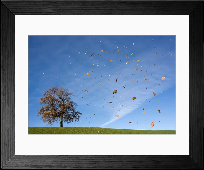 Framed Print : oak tree on hill, falling leaves, autumn Framed Print : oak tree on hill, falling leaves, autumn