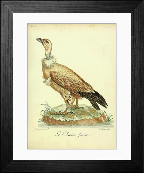 Framed Print : Cape vulture, 18th century illustration Framed Print : Cape vulture, 18th century illustration