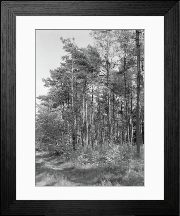 Framed Print : Collection of the Dutch Heidematschappij Framed Print : Collection of the Dutch Heidematschappij
