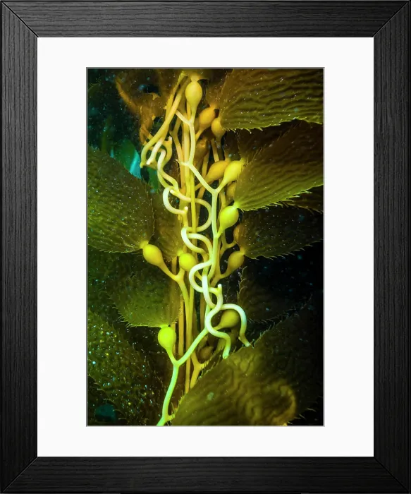 Framed Print : Giant kelp floats up from the seafloor in Catalina Islands Framed Print : Giant kelp floats up from the seafloor in Catalina Islands
