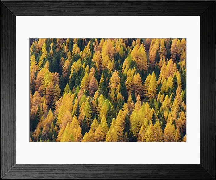 Framed Print : Autumnal colored mountain forest with larch trees, Cadore, Misurina, Belluno District, Veneto, Dolomites, Italy, Europe