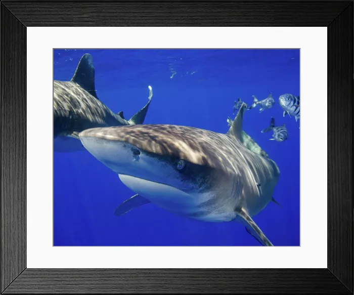 Framed Print : A curious oceanic whitetip shark, Cat Island, Bahamas Framed Print : A curious oceanic whitetip shark, Cat Island, Bahamas
